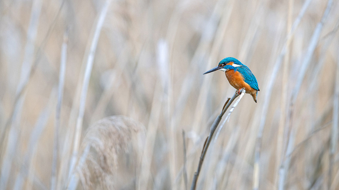Bartgeier, Gypaète Barbu, Quebrantahuesos, Lämmergeier, Lammergeier, 