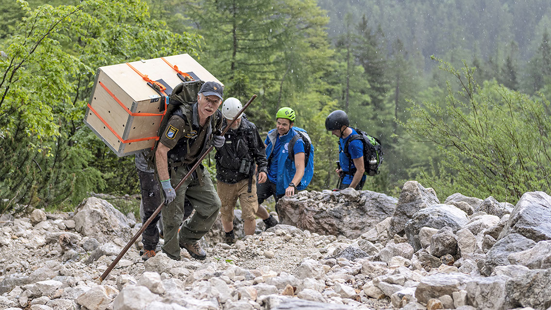 Bartgeier, Gypaète Barbu, Quebrantahuesos, Lämmergeier, Lammergeier, 