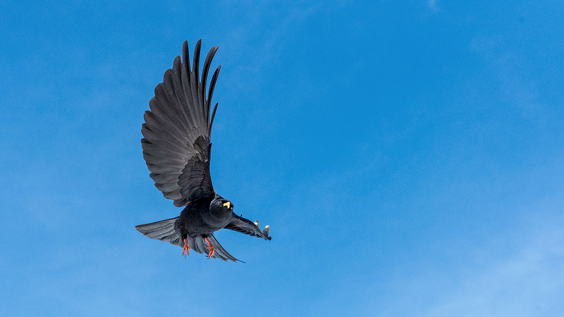 Bartgeier, Gypaète Barbu, Quebrantahuesos, Lämmergeier, Lammergeier, 