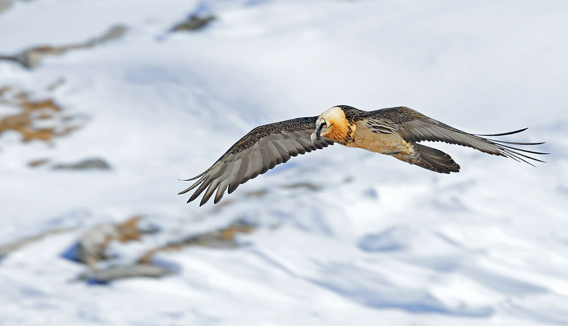 Bartgeier Schweiz Alpen fliegend Adult Gyaéte en vol Lammergeier Bearded Vulture