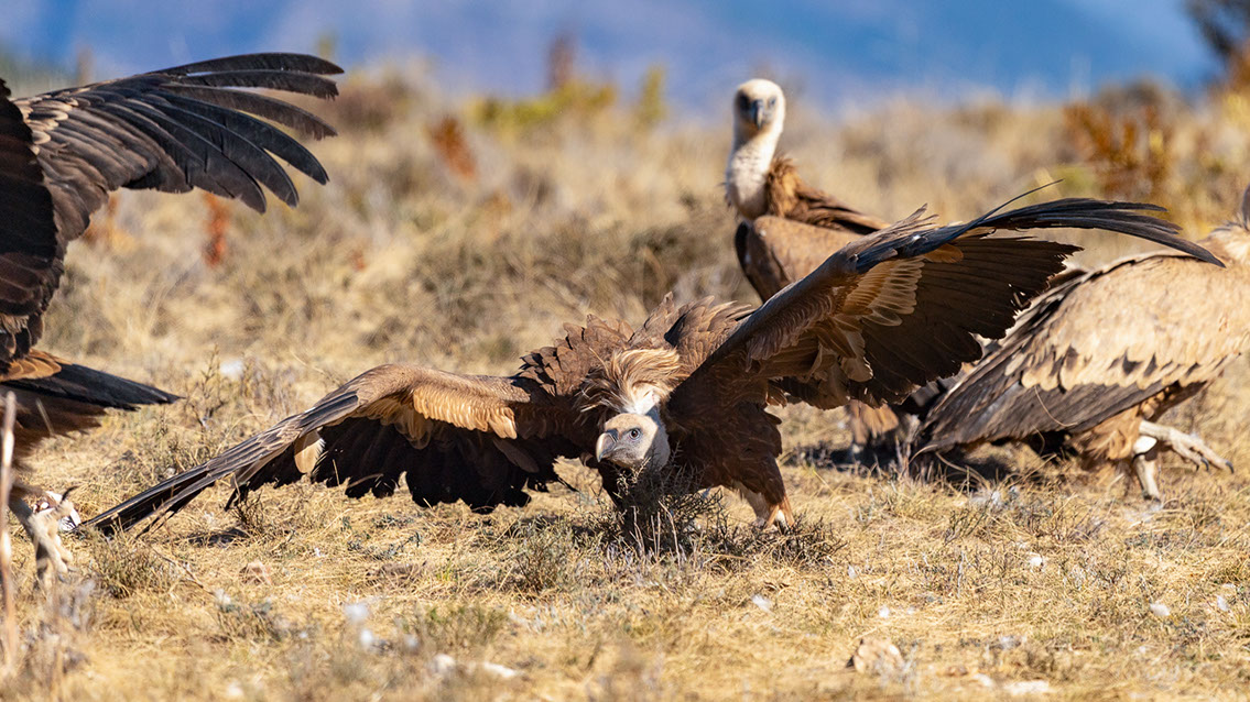 Bartgeier, Gypaète Barbu, Quebrantahuesos, Lämmergeier, Lammergeier, 