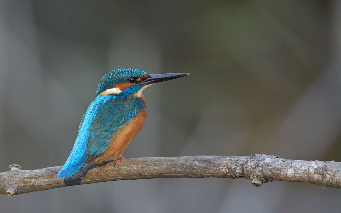 Bartgeier, Gypaète Barbu, Quebrantahuesos, Lämmergeier, Lammergeier, 