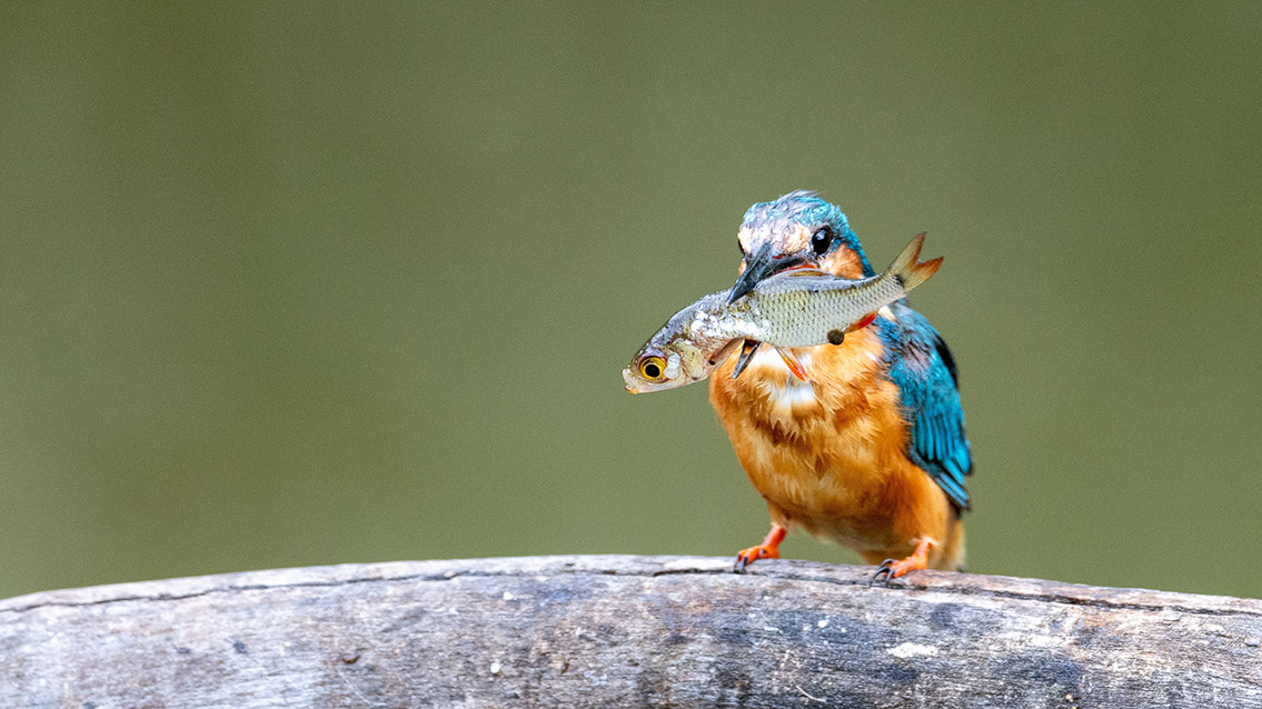 Bartgeier, Gypaète Barbu, Quebrantahuesos, Lämmergeier, Lammergeier, 