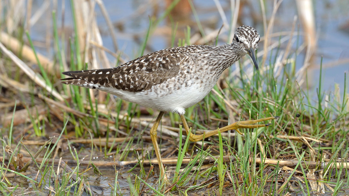 Bartgeier, Gypaète Barbu, Quebrantahuesos, Lämmergeier, Lammergeier, 