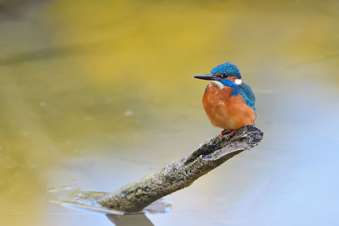 Bartgeier, Gypaète Barbu, Quebrantahuesos, Lämmergeier, Lammergeier, 