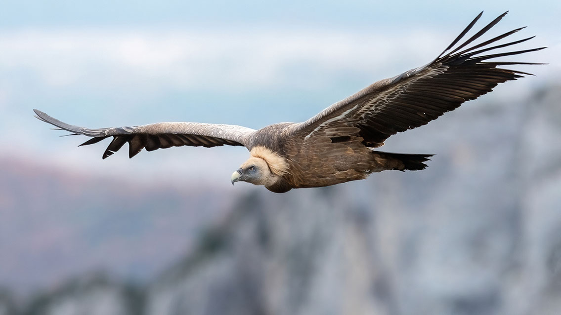 Bartgeier, Gypaète Barbu, Quebrantahuesos, Lämmergeier, Lammergeier, 
