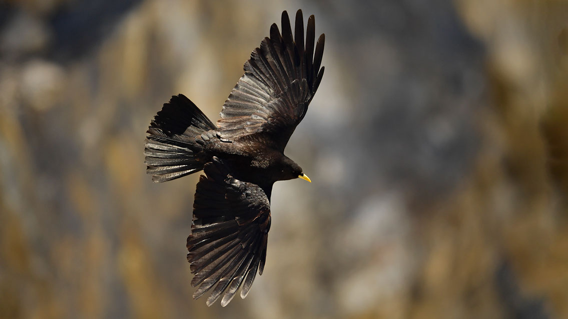 Bartgeier, Gypaète Barbu, Quebrantahuesos, Lämmergeier, Lammergeier, 