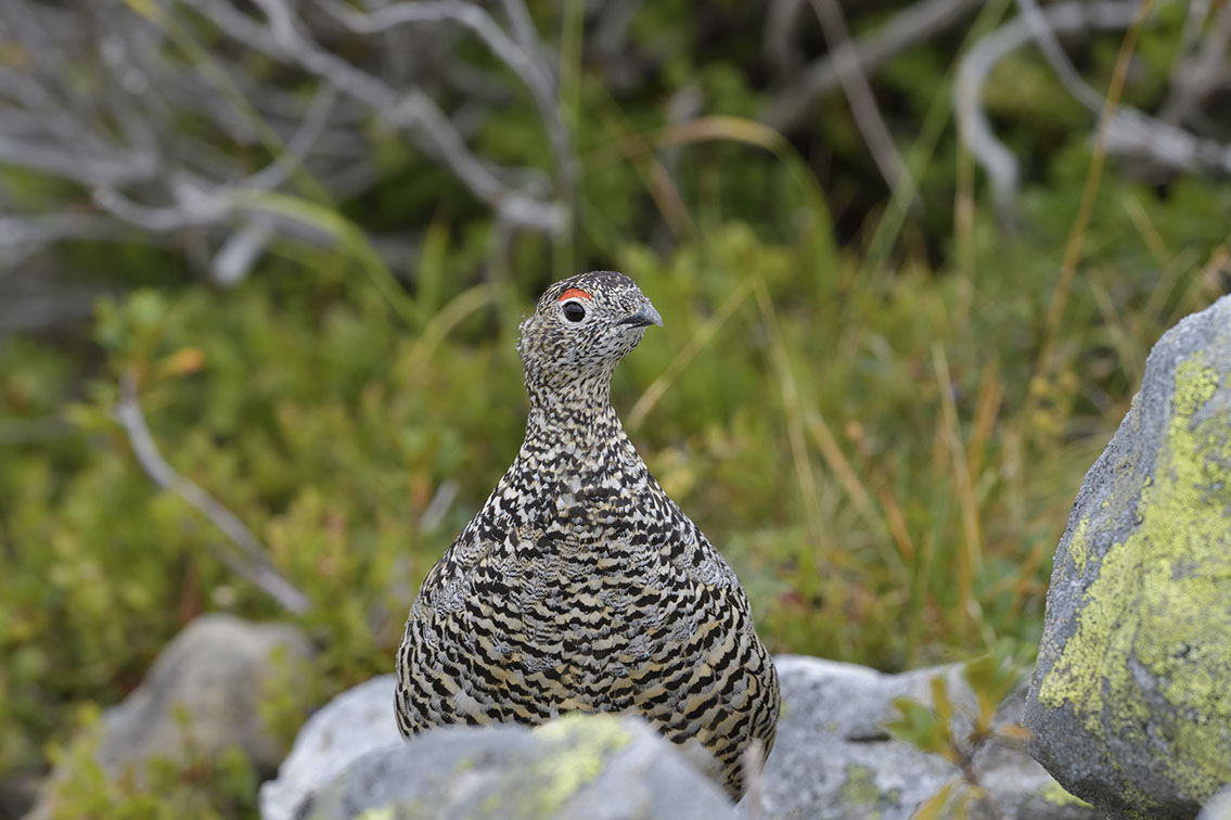 Bartgeier, Gypaète Barbu, Quebrantahuesos, Lämmergeier, Lammergeier, 