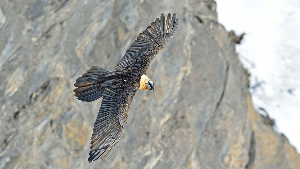 Bartgeier, Gipeto, Lammergeier, Bearded Vulture, Gypaète, Gypaetus barbatus, 