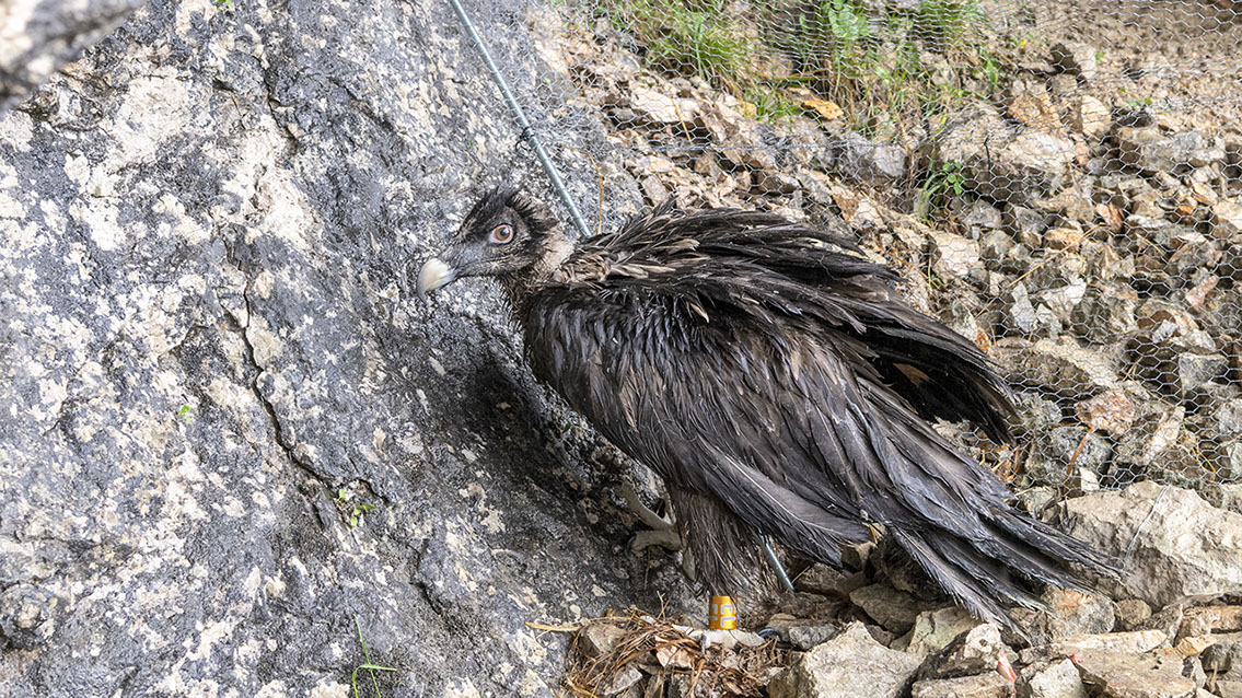 Bartgeier, Gypaète Barbu, Quebrantahuesos, Lämmergeier, Lammergeier, 