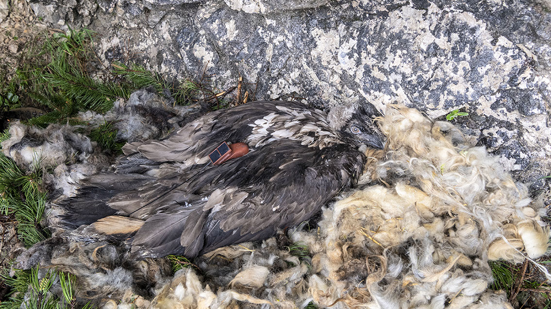 Bartgeier, Gypaète Barbu, Quebrantahuesos, Lämmergeier, Lammergeier, 