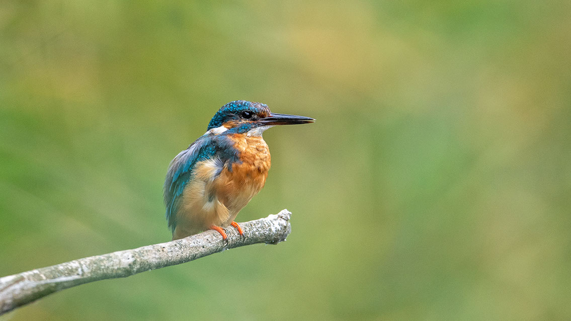 Bartgeier, Gypaète Barbu, Quebrantahuesos, Lämmergeier, Lammergeier, 