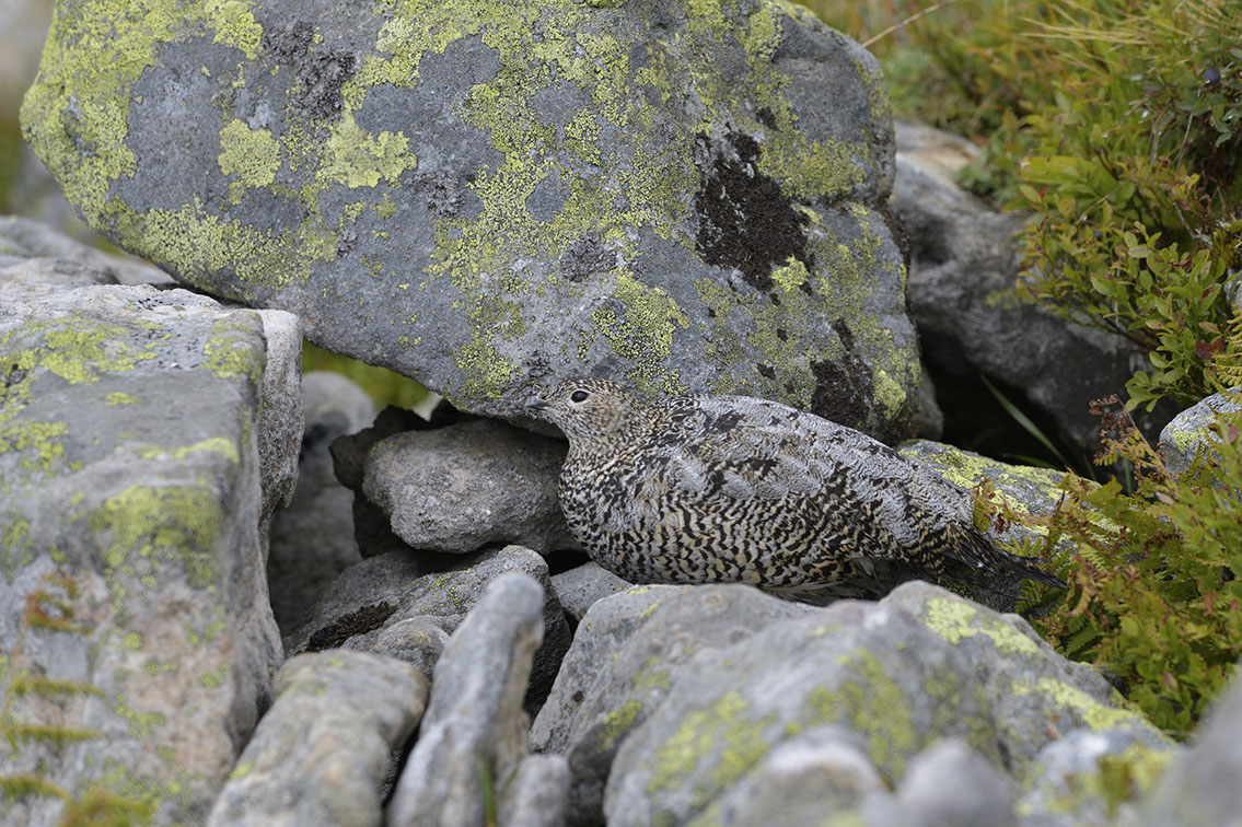 Bartgeier, Gypaète Barbu, Quebrantahuesos, Lämmergeier, Lammergeier, 