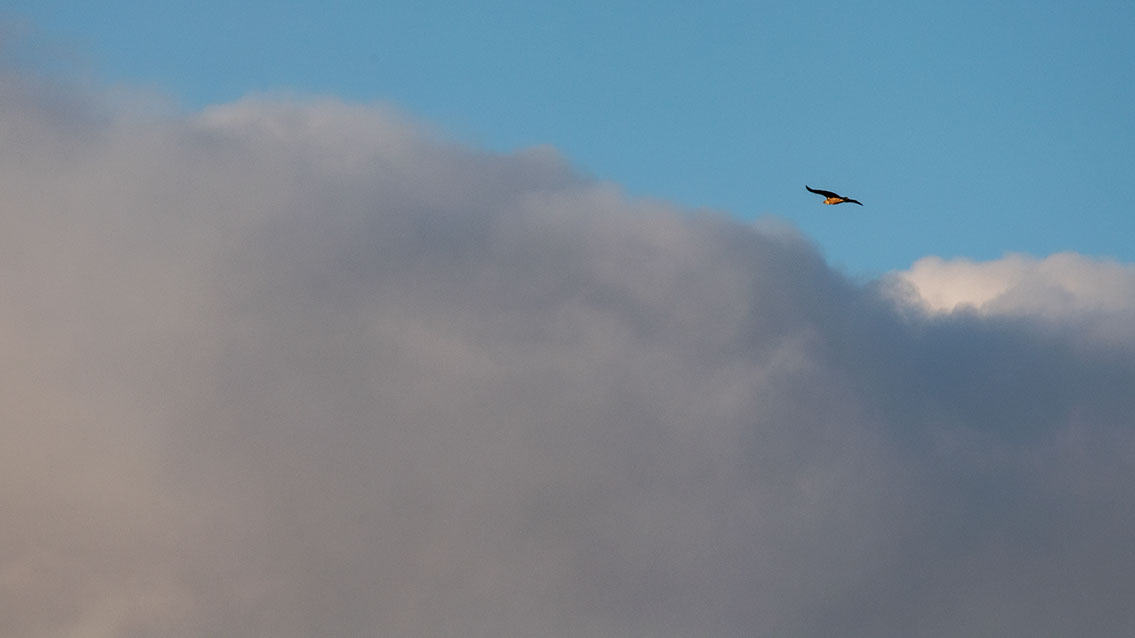 Bartgeier, Gypaète Barbu, Quebrantahuesos, Lämmergeier, Lammergeier, 