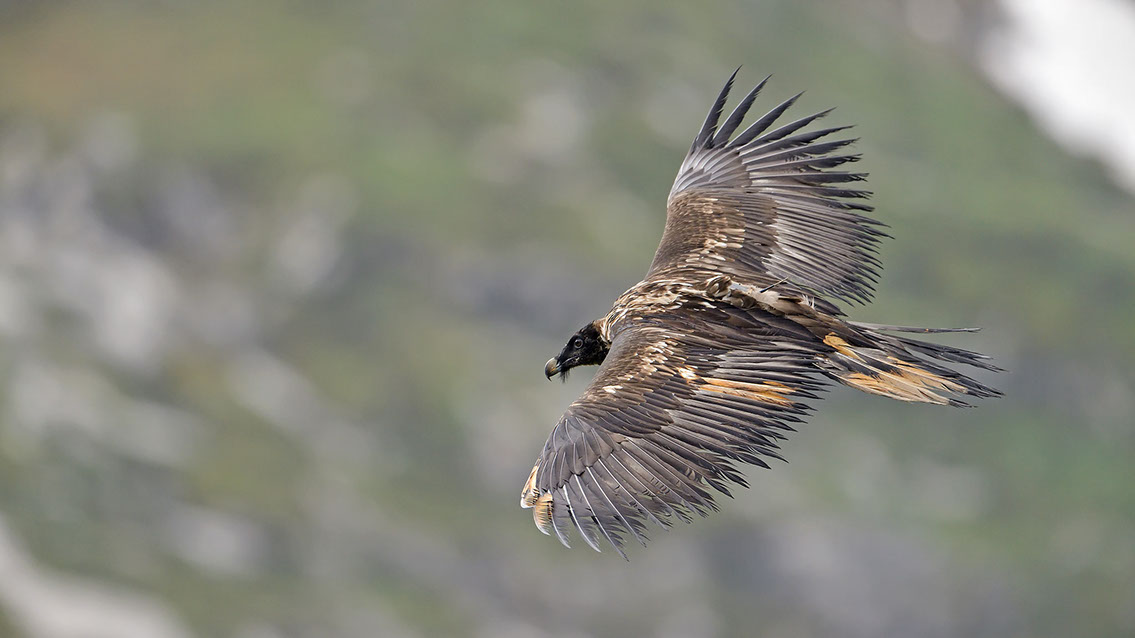 Bartgeier Schweiz Alpen fliegend Adult Gyaéte en vol Lammergeier Bearded Vulture