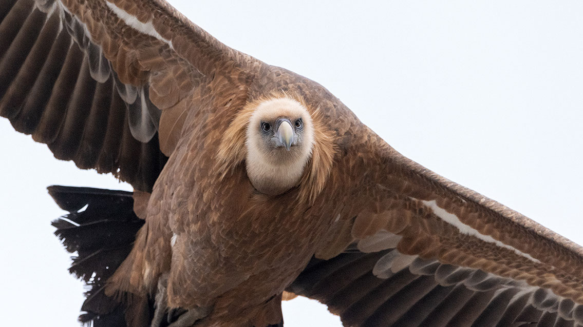 Bartgeier, Gypaète Barbu, Quebrantahuesos, Lämmergeier, Lammergeier, 