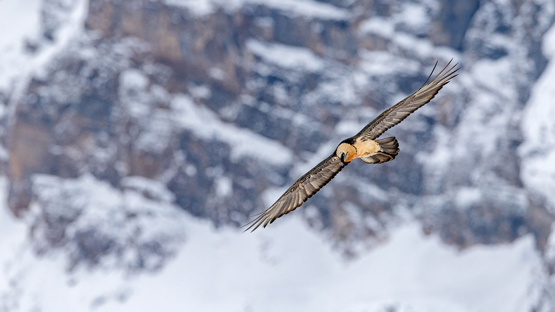 Bartgeier Schweiz Alpen fliegend Adult Gyaéte en vol Lammergeier Bearded Vulture