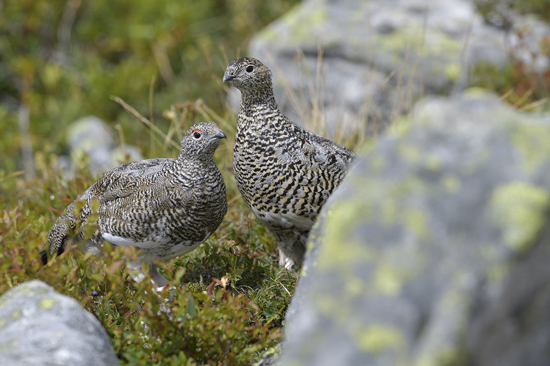 Bartgeier, Gypaète Barbu, Quebrantahuesos, Lämmergeier, Lammergeier, 