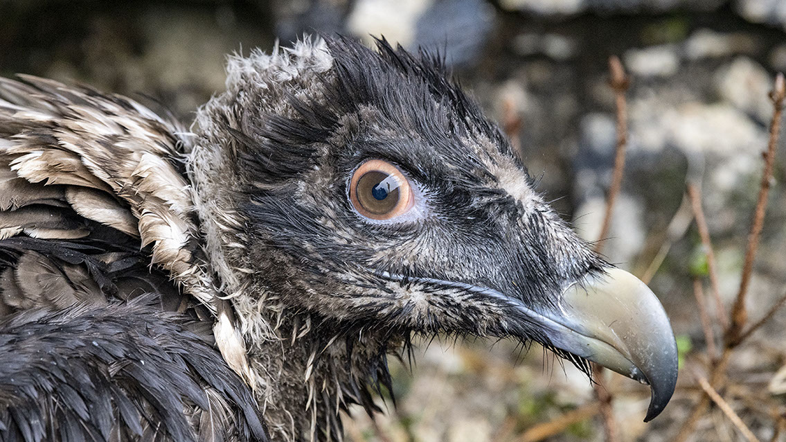 Bartgeier, Gypaète Barbu, Quebrantahuesos, Lämmergeier, Lammergeier, 