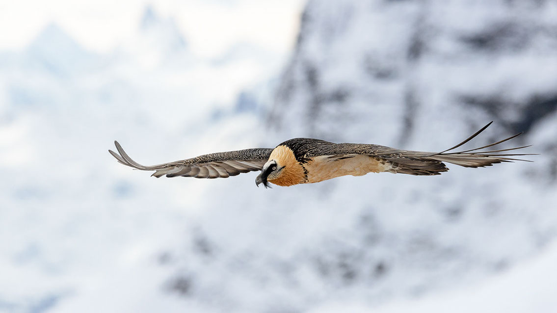 Bartgeier Schweiz Alpen fliegend Adult Gyaéte en vol Lammergeier Bearded Vulture