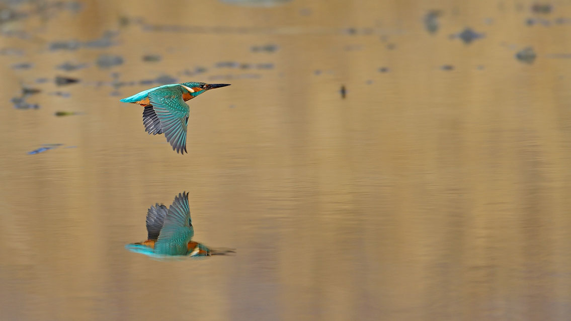 Bartgeier, Gypaète Barbu, Quebrantahuesos, Lämmergeier, Lammergeier, 