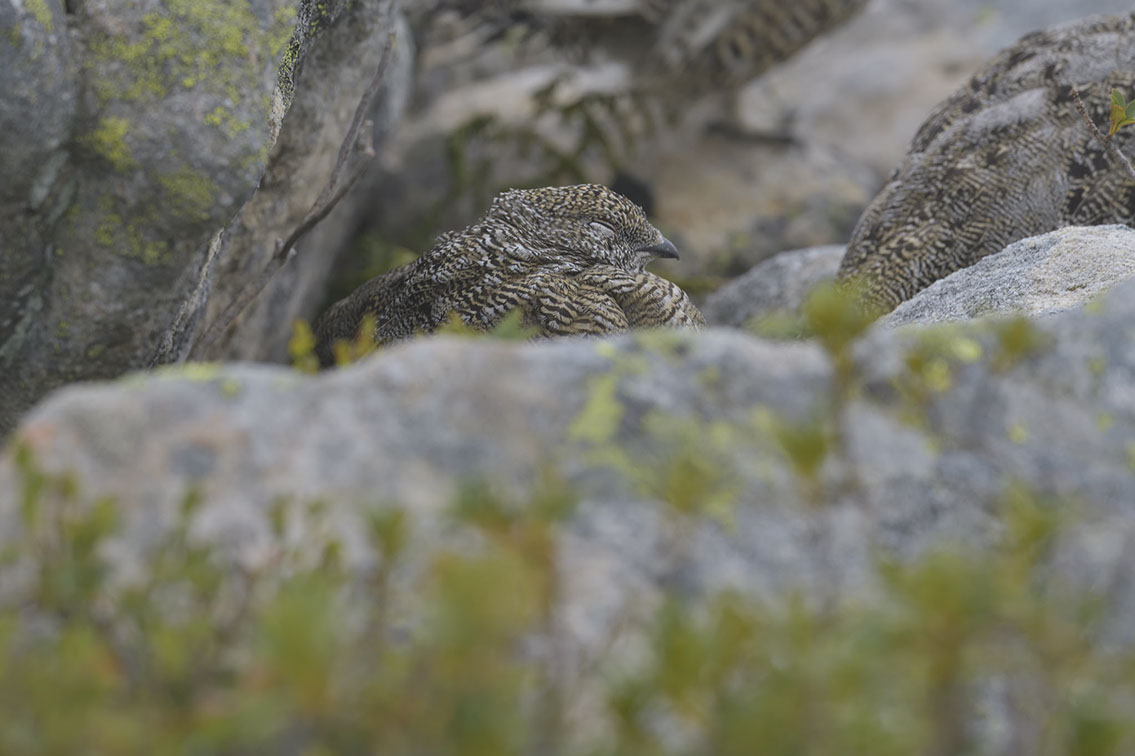 Bartgeier, Gypaète Barbu, Quebrantahuesos, Lämmergeier, Lammergeier, 