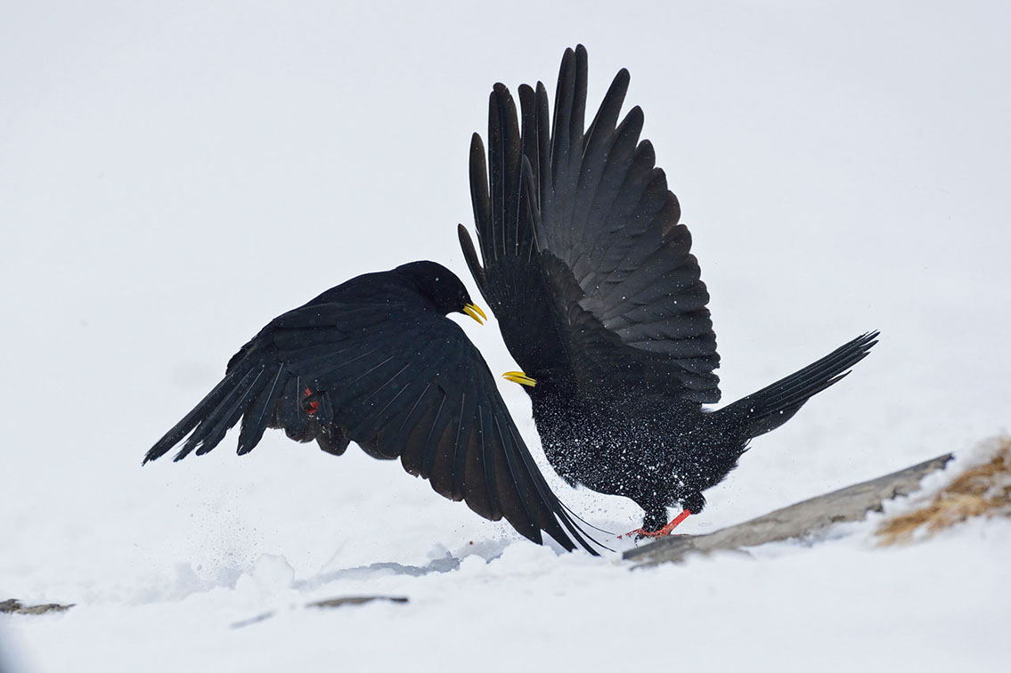 Bartgeier, Gypaète Barbu, Quebrantahuesos, Lämmergeier, Lammergeier, 