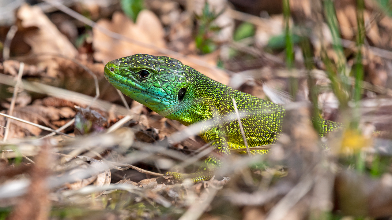 Bartgeier, Gypaète Barbu, Quebrantahuesos, Lämmergeier, Lammergeier, 