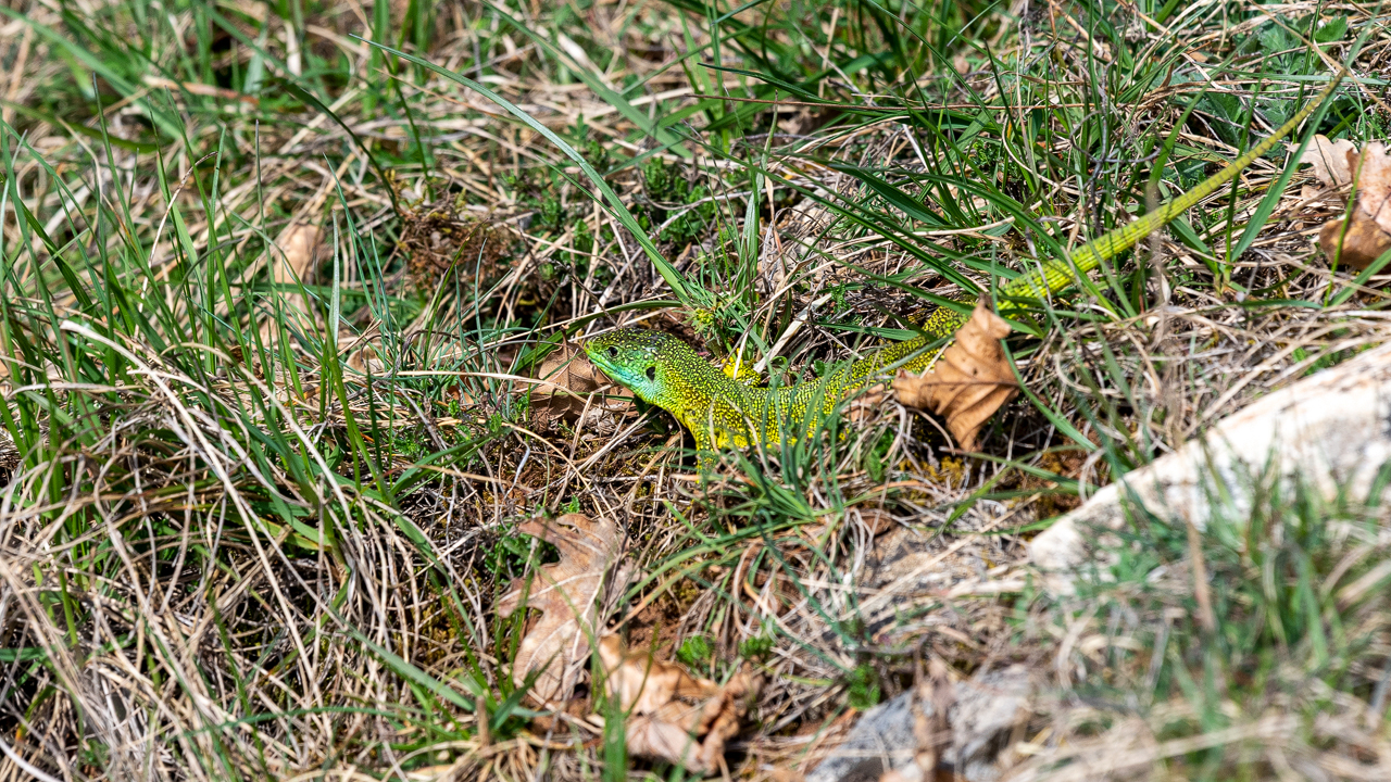Bartgeier, Gypaète Barbu, Quebrantahuesos, Lämmergeier, Lammergeier, 