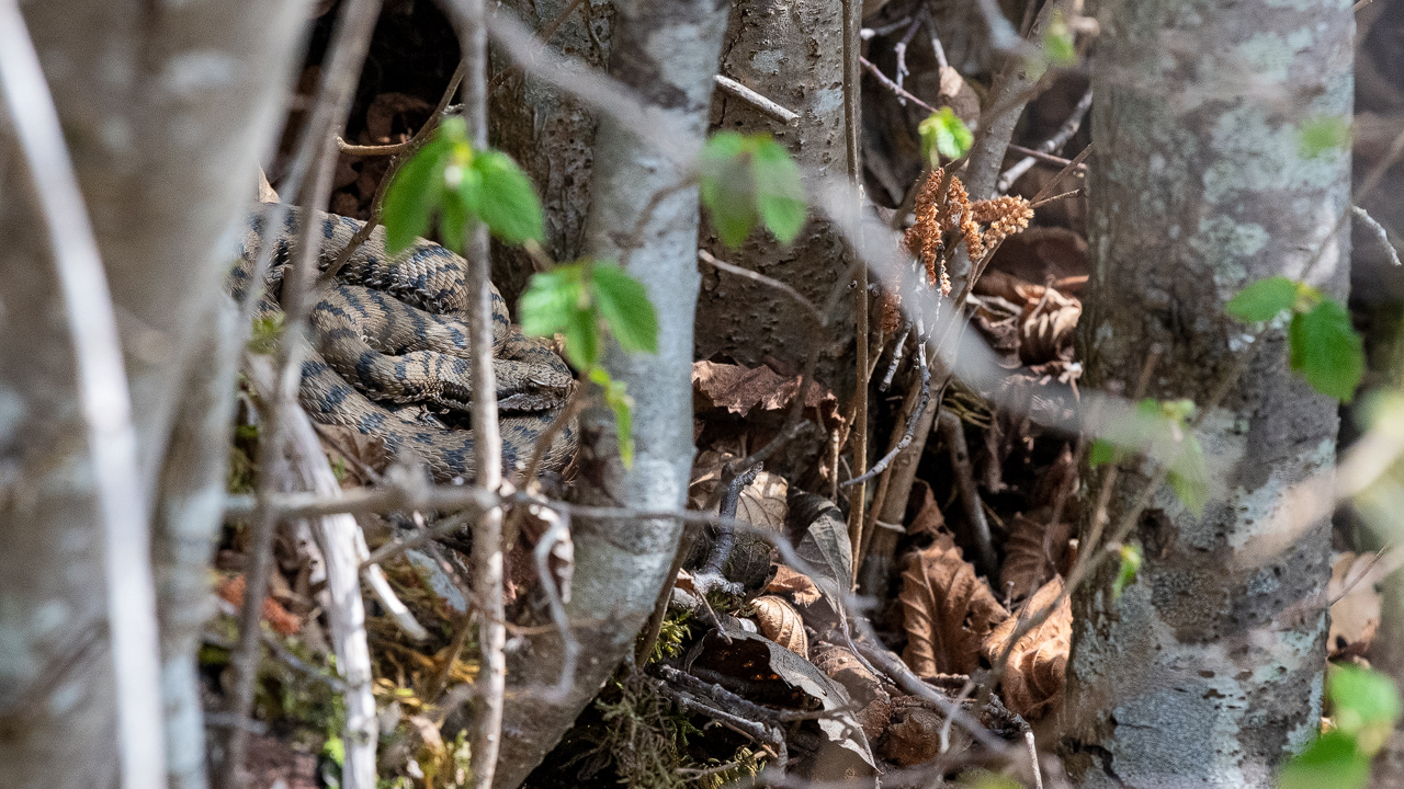 Bartgeier, Gypaète Barbu, Quebrantahuesos, Lämmergeier, Lammergeier, 