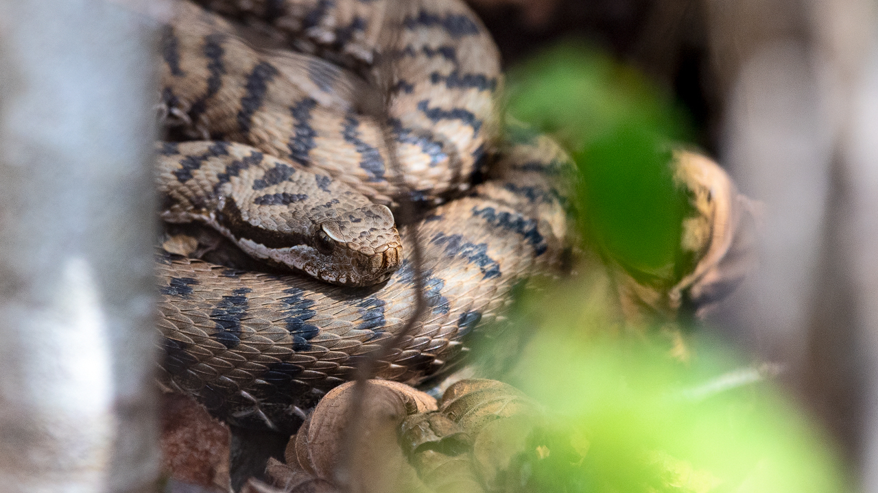 Bartgeier, Gypaète Barbu, Quebrantahuesos, Lämmergeier, Lammergeier, 