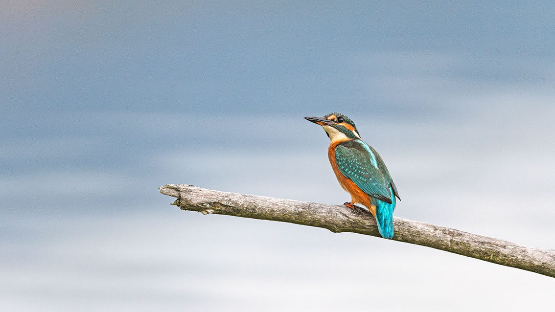 Bartgeier, Gypaète Barbu, Quebrantahuesos, Lämmergeier, Lammergeier, 