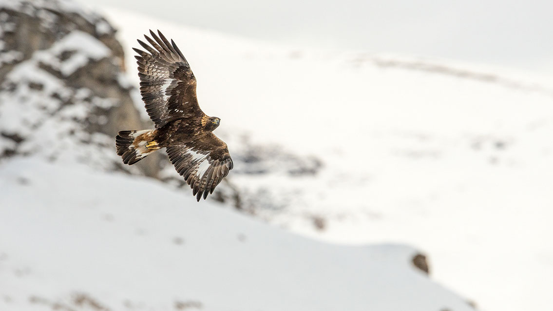 Bartgeier, Gypaète Barbu, Quebrantahuesos, Lämmergeier, Lammergeier, 