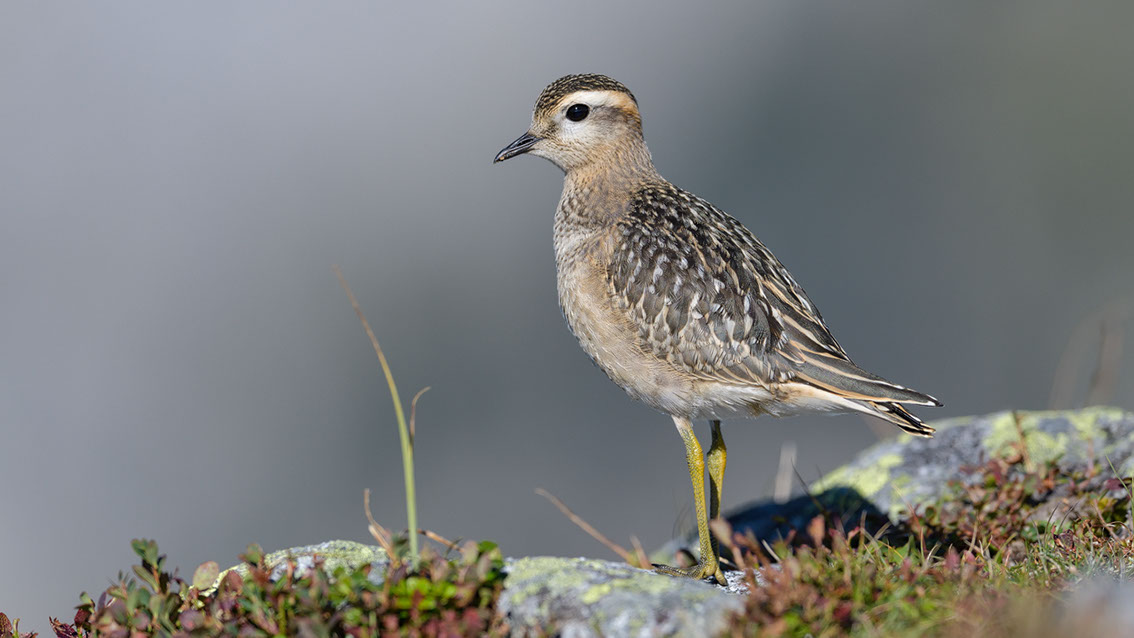 Bartgeier, Gypaète Barbu, Quebrantahuesos, Lämmergeier, Lammergeier, 