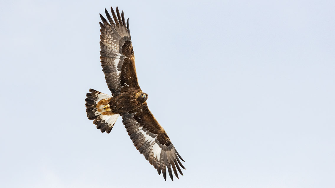 Bartgeier, Gypaète Barbu, Quebrantahuesos, Lämmergeier, Lammergeier, 