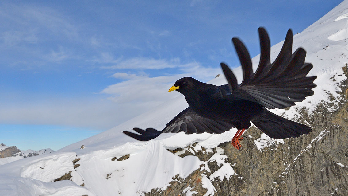 Bartgeier, Gypaète Barbu, Quebrantahuesos, Lämmergeier, Lammergeier, 