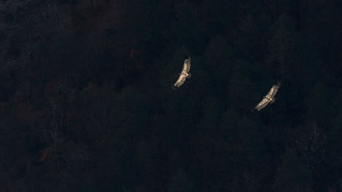 Bartgeier, Gypaète Barbu, Quebrantahuesos, Lämmergeier, Lammergeier, 