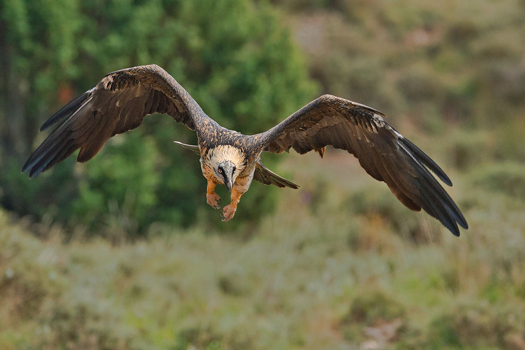 Bartgeier, Gypaète Barbu, Quebrantahuesos, Lämmergeier, Lammergeier, 