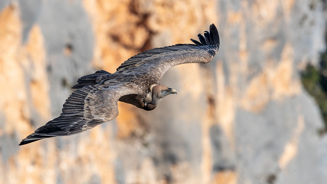 Bartgeier, Gypaète Barbu, Quebrantahuesos, Lämmergeier, Lammergeier, 