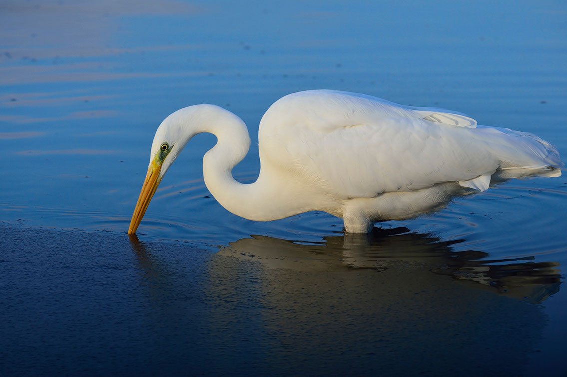 Bartgeier, Gypaète Barbu, Quebrantahuesos, Lämmergeier, Lammergeier, 