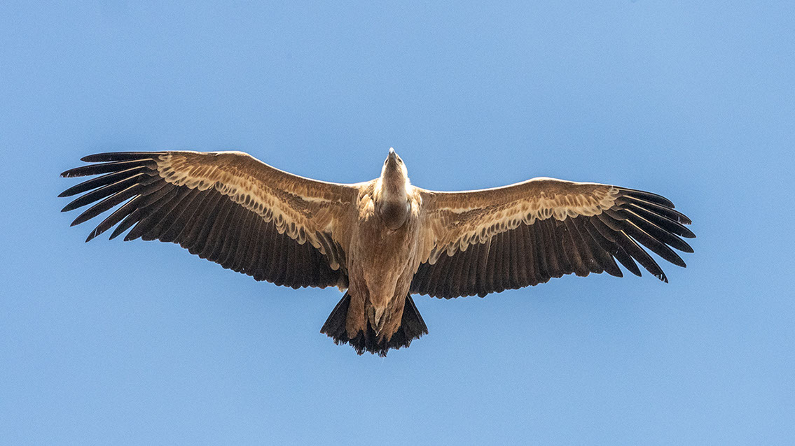 Bartgeier, Gypaète Barbu, Quebrantahuesos, Lämmergeier, Lammergeier, 