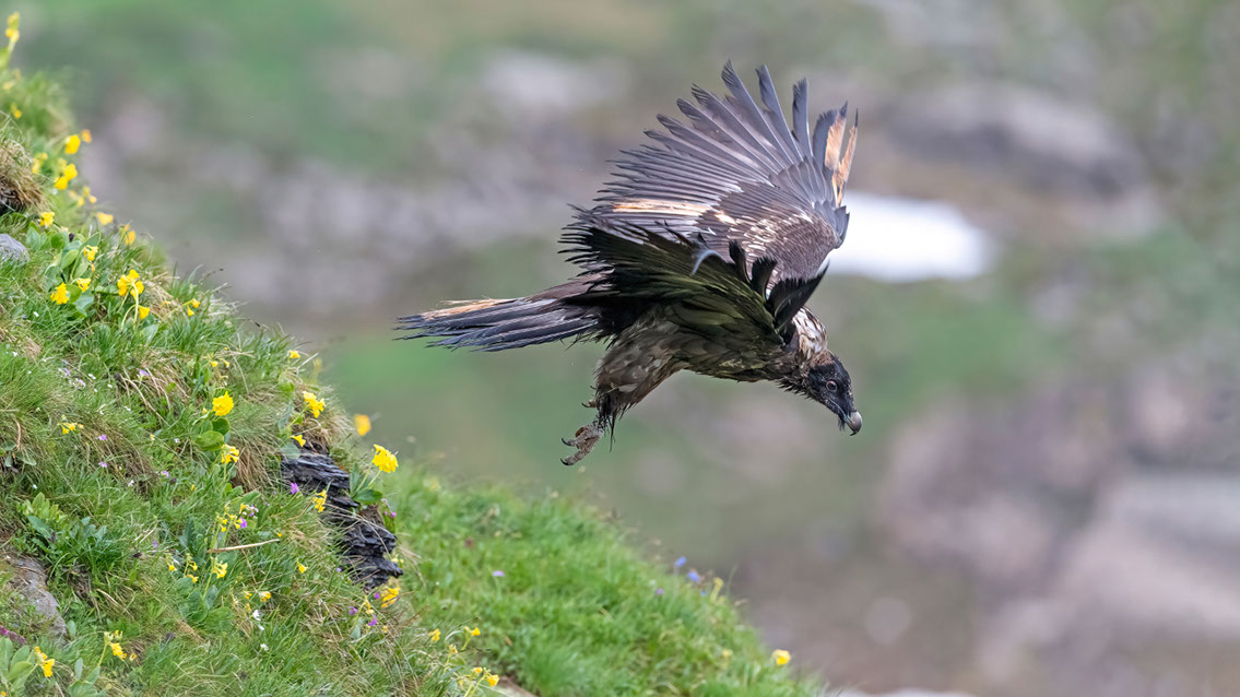 Bartgeier, Gypaète Barbu, Quebrantahuesos, Lämmergeier, Lammergeier, 