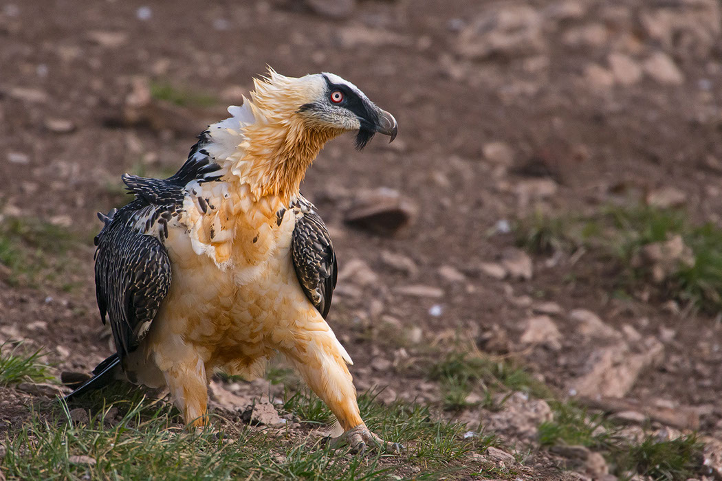 Bartgeier, Gypaète Barbu, Quebrantahuesos, Lämmergeier, Lammergeier, 