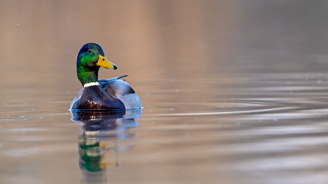 Bartgeier, Gypaète Barbu, Quebrantahuesos, Lämmergeier, Lammergeier, 