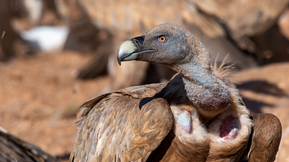 Bartgeier, Gypaète Barbu, Quebrantahuesos, Lämmergeier, Lammergeier, 