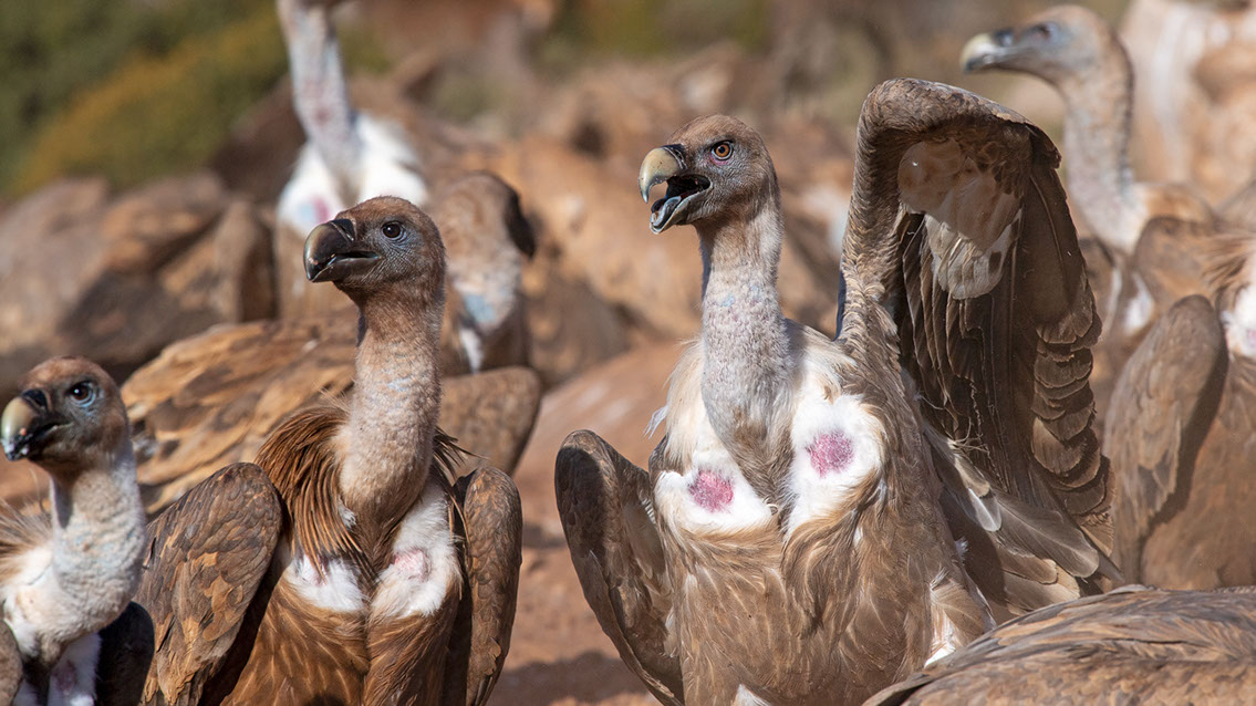 Bartgeier, Gypaète Barbu, Quebrantahuesos, Lämmergeier, Lammergeier, 