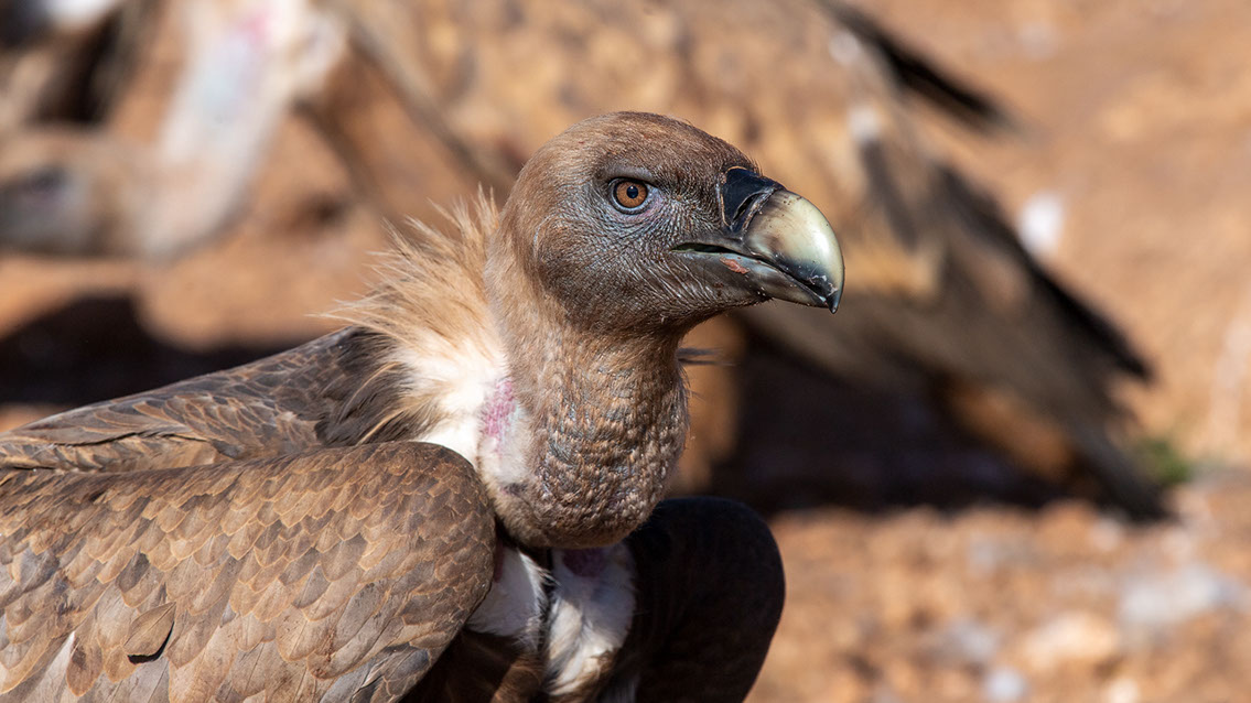 Bartgeier, Gypaète Barbu, Quebrantahuesos, Lämmergeier, Lammergeier, 