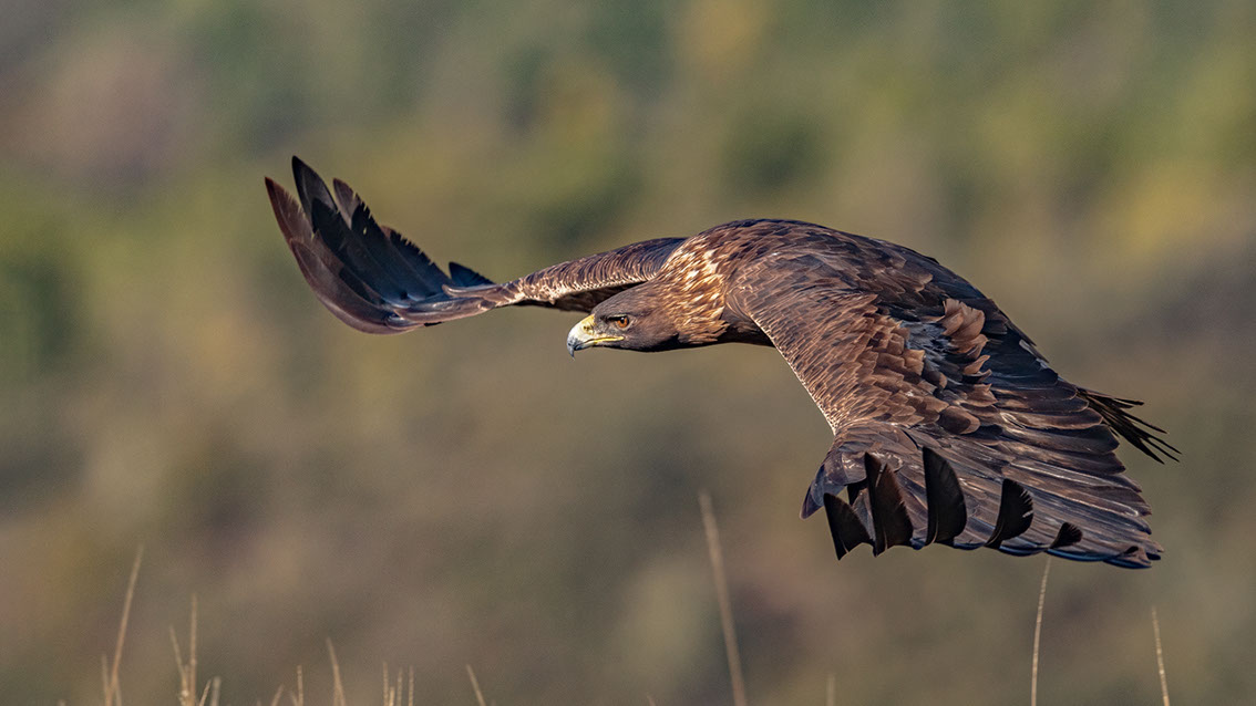 Bartgeier, Gypaète Barbu, Quebrantahuesos, Lämmergeier, Lammergeier, 