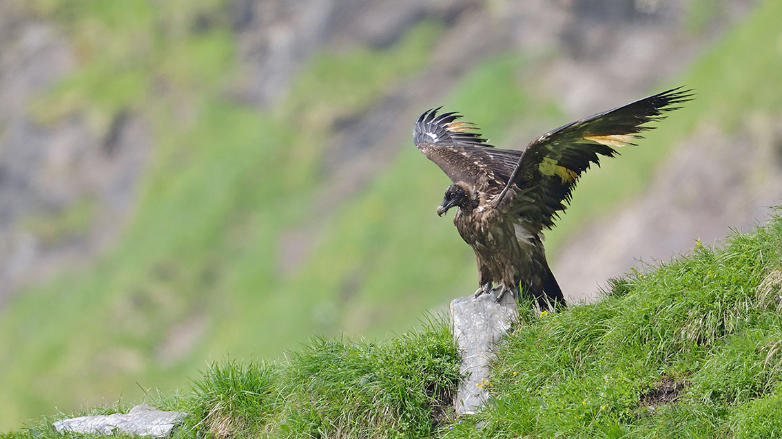 Bartgeier, Gypaète Barbu, Quebrantahuesos, Lämmergeier, Lammergeier, 