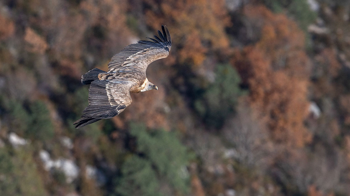 Bartgeier, Gypaète Barbu, Quebrantahuesos, Lämmergeier, Lammergeier, 